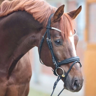 Abbildung von Kavalkade Bridle Everness