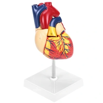 Abbildung von QWORK® Scientific Menschliches Herz Modell für Anatomie, 2 Teilige Lebensgröße Herzmodelle mit 34 Anatomischen Markierungen und PVC Basis Schulunterricht