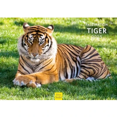 Abbildung von Edition Seidel Premium Kalender Faszination Tiger 2025 Format DIN A3 Wandkalender Tierkalender Afrika Asien Tigerfamilie Welpe Katzen Großkatzen Raubtiere Wildtiere