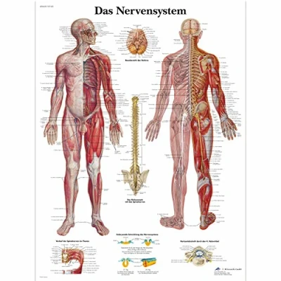 Abbildung von 3B Scientific Lehrtafel laminiert Das Nervensystem