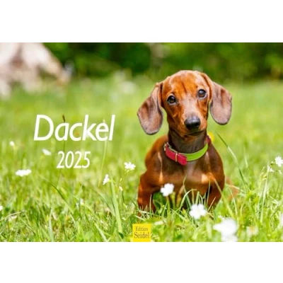 Abbildung von Edition Seidel Premium Kalender Dackel 2025 Format DIN A3 Wandkalender Hundekalender Hund Welpe Hunderasse Haustier
