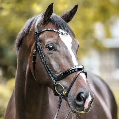 Abbildung von Kavalkade Patent Bridle Ivana