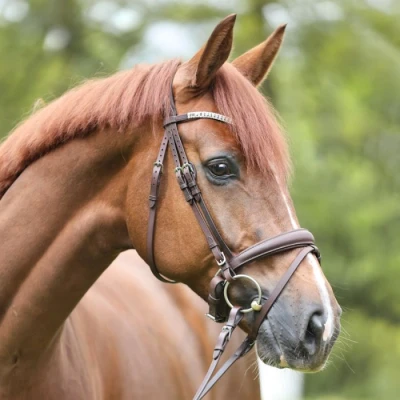 Abbildung von Kavalkade Bridle Everlyn