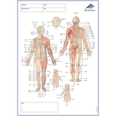 Abbildung von 3B Scientific Akupunktur Meridian Notizblock, Italienisch, Maße: 30 cm x 21 0,5