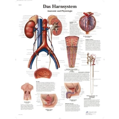 Abbildung von 3B Scientific Lehrtafel Das Harnsystem Anatomie und Physiologie