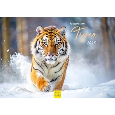 Abbildung von Edition Seidel Premium Kalender Faszination Tiger 2025 Format DIN A4 Wandkalender Tierkalender Afrika Asien Raubtier Wildtier Raubkatze Katze Welpe