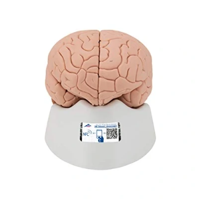 Abbildung von 3B Scientific Menschliche Anatomie Gehirnmodell, 2 teilig + kostenlose App Smart Anatomy, C15