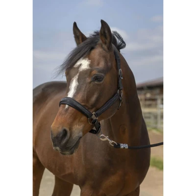 Abbildung von EQUITHÈME Halfter Strass Nylon Schwarz Pony