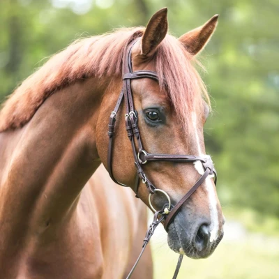 Abbildung von Kavalkade Bridle Mexican Noseband Everado