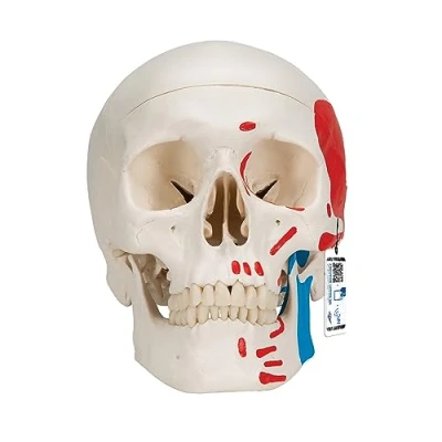 Abbildung von 3B Scientific Menschliche Anatomie Klassik Schädelmodell mit magnetischen Verbindungen, bemalt, 3 teilig + kostenlose App Smart Anatomy