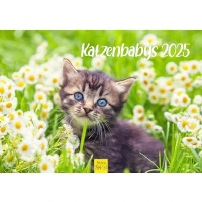 Abbildung von Edition Seidel Premium Kalender Katzenbabys 2025 Format DIN A4 Wandkalender Katzenkalender Haustiere Kätzchen Katze Kater Kitten Katzenkinder