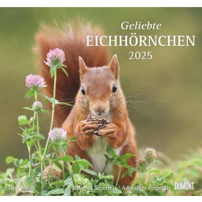 Abbildung von Geliebte Eichhörnchen 2025 DUMONT Wandkalender mit den wichtigsten Feiertagen Format 38,0 x 35,5 cm