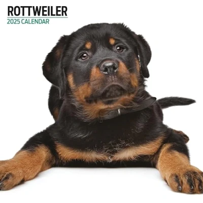 Abbildung von Rottweiler Kalender 2025 Modern