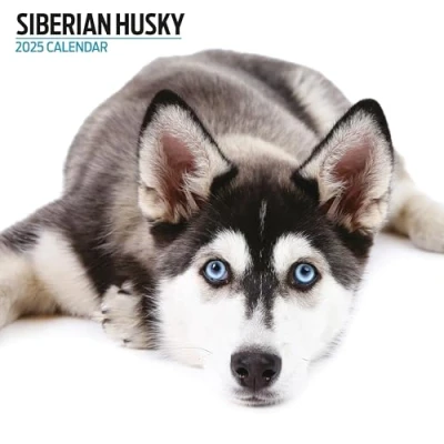 Abbildung von Siberian Husky 2025 Moderner Kalender