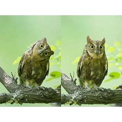 Abbildung von Edition Colibri Lentikular Postkarte mit Wechselbild / Wackelbild (Flip) Eulen: NEUGIERIGE EULE