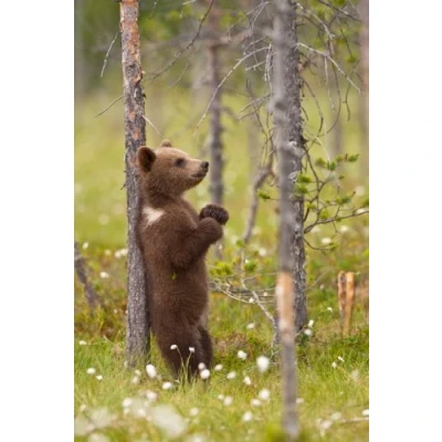 Abbildung von Edition Colibri BALU DER BÄR BRAUNBÄR JUCKT SICH Lustige Lentikular Postkarte mit Wackeleffekt (10178)