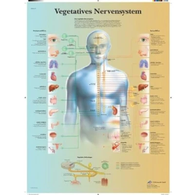 Abbildung von 3B Scientific Lehrtafel Vegetatives Nervensystem