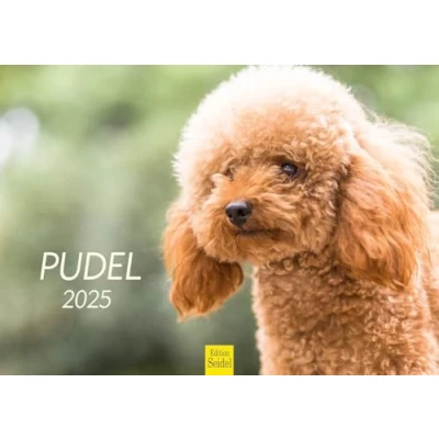 Abbildung von Edition Seidel Premium Kalender Pudel 2025 Format DIN A4 Wandkalender Hundekalender Hund Welpe Hunderasse Haustier