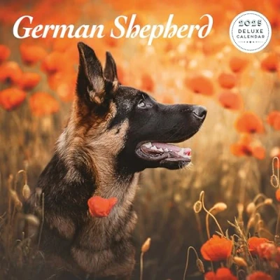 Abbildung von Deutscher Schäferhund 2025 Deluxe Kalender