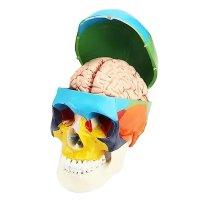 Abbildung von QWORK® 3 Teile Schädel Modell und 8 Gehirn mit Nummern, 1:1 Lebensgröße Anatomie für Medizinisches Lehrlernen