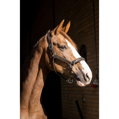 Abbildung von HB Showtime Halter Glitty