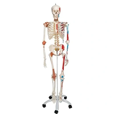 Abbildung von 3B Scientific Menschliche Anatomie Skelett Sam mit Muskeldarstellung, Bandscheibenvorfall, flexibler Wirbelsäule &amp; Gelenkbändern inkl. kostenloser Anatomiesoftware A13 lebensgroß Smart Anatomy