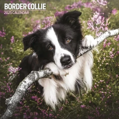 Abbildung von Border Collie 2025 Traditioneller Kalender