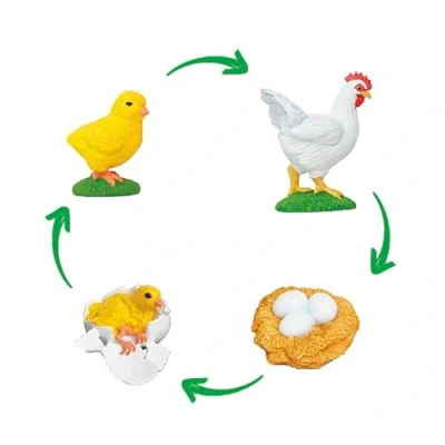 Abbildung von TimeTEX Lebenszyklus &quot;HUHN&quot; Detailgetreue Entwicklungsstadien Für spielerisches Lernen Inhalt: 4 Modelle, Gelege, schlüpfendes Küken, Huhn, mit digitalen Übungen; Kinder ab