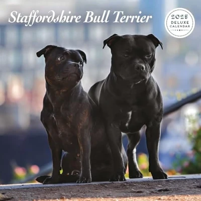 Abbildung von Staffordshire Bull Terrier 2025 Deluxe Kalender