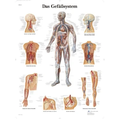 Abbildung von 3B Scientific Lehrtafel laminiert Das Gefäßsystem