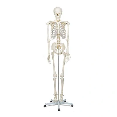 Abbildung von Elementary Anatomy Skelett Buddy the Budget Skeleton Menschliches Anatomisches Modell Lebensgröße 175 cm inkl. zwei Lehrtafeln Schulungsmaterialien Halloween