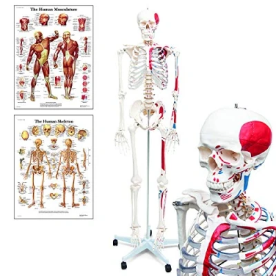 Abbildung von Elementary Anatomy Skelett Mike, das Budget Muskelskelett lebensgroßes menschliches mit bemalten Muskelansätzen &amp; Ursprüngen Schulungsmaterialien Halloween