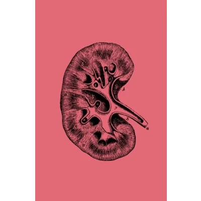 Abbildung von Notebook Human Kidney Notizbuch Menschliche Niere: Vintage Anatomie (Vintage Anatomy)
