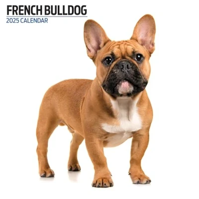 Abbildung von Moderner Kalender 2025 Französische Bulldogge
