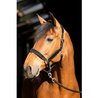 Abbildung von HB Showtime Halter Wisconsin