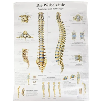 Abbildung von 3B Scientific Lehrtafel Die menschliche Wirbelsäule, VR0152UU