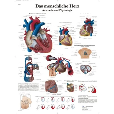 Abbildung von 3B Scientific Lehrtafel Das menschliche Herz Anatomie und Physiologie, VR0334UU