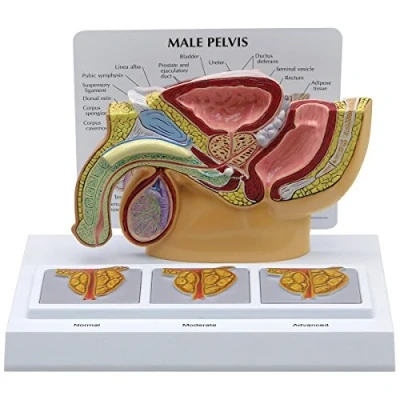 Abbildung von GPI Anatomicals 3551 Becken männlich Modell mit Prostata, 3D