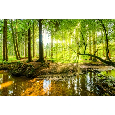 Abbildung von Papermoon Fototapete »WALD HERBST NATUR LANDSCHAFT BÄUME DSCHUNGEL SEE BIRKEN«