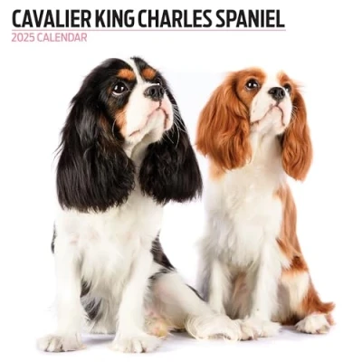 Abbildung von Cavalier King Charles Spaniel 2025 Moderner Kalender