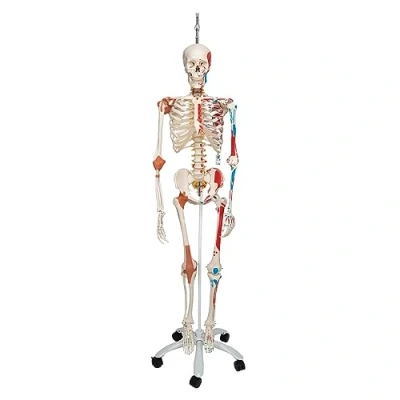 Abbildung von 3B Scientific Menschliche Anatomie Skelett Sam mit Muskeldarstellung, Bandscheibenvorfall, flexibler Wirbelsäule &amp; Gelenkbändern inkl. kostenlose App A13/1 lebensgroß Smart Anatomy